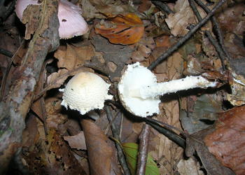 Wollstiel-Schirmling (Lepiota clypeolaria) - © Bernard Wieser